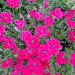 Verbena Pink
