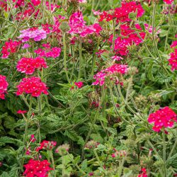 Verbena Pink