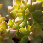 Sedum adolphii – Golden Sedum