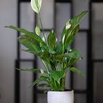 Spathiphyllum ‘Pearl Cupido’ – Peace Lily