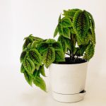 Pilea mollis ‘Moon Valley’ – Moon Valley Pilea