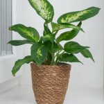 Dieffenbachia ‘Mars’