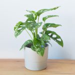 Monstera obliqua Monkey Leaf