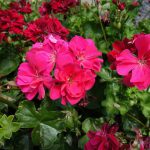 Geranium Trailing Double Pink