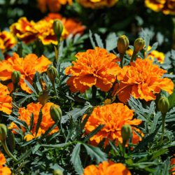 Orange African marigold – Tagetes erecta