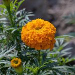 Orange African marigold – Tagetes erecta