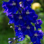 Delphinium Black Knight