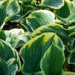 Hosta Sagae