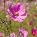 Cosmos Pink