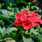 Verbena Red