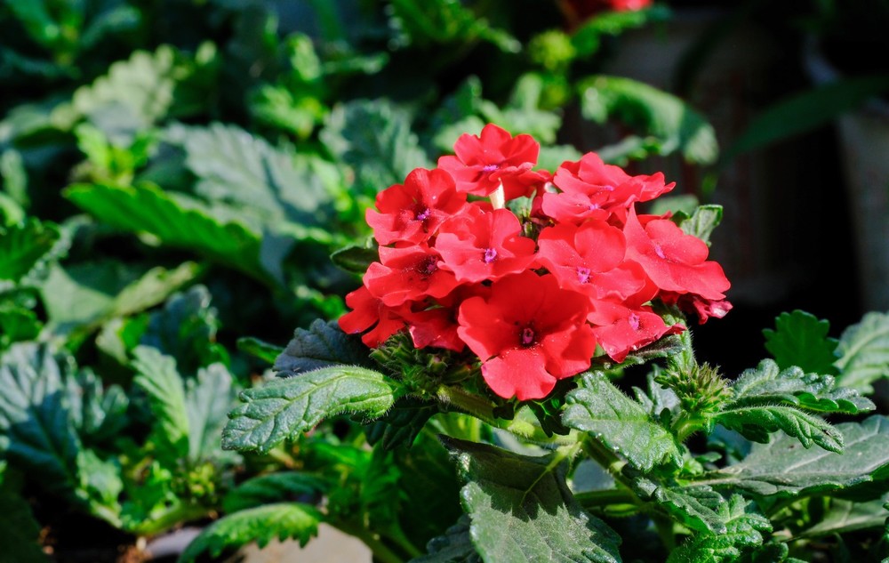 Verbena Red
