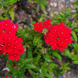 Verbena Red