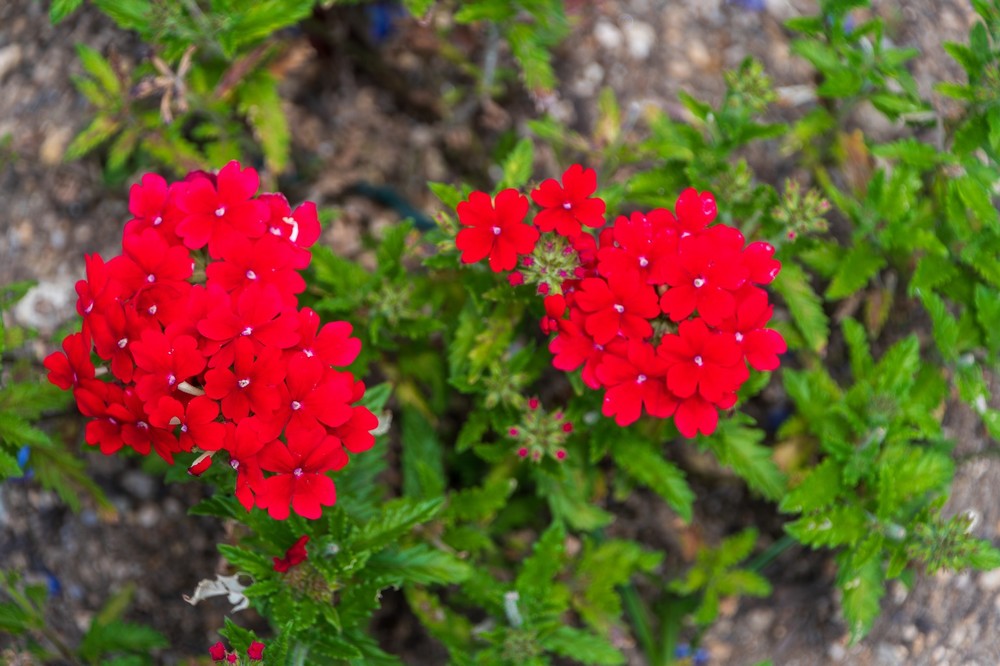Verbena Red - Image 2