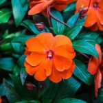 Impatiens New Guinea Orange