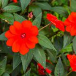 Impatiens New Guinea Red
