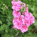 Geranium Trailing Double Flower Light Pink