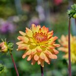 Dahlia Flame