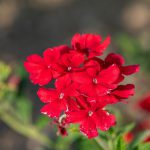 Verbena Trailing Red