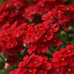 Verbena Trailing Red