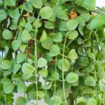 Dischidia nummularia