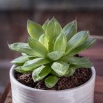 Haworthia Cymbiformis
