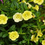 Calibrachoa Double Yellow
