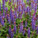 Salvia Nemorosa Sensation Deep Blue