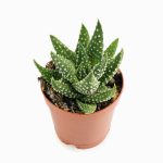 Haworthia margaritifera – Pearl Plant