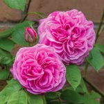 Gertrude Jekyll Rose