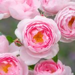 Scepter’d Isle Rose