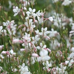 Gaura Lindheimeri Whirling Butterflies