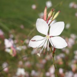 Gaura Lindheimeri Whirling Butterflies