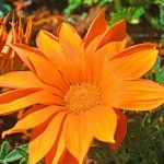 Gazania Sun Stopper Orange