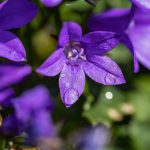 Campanula ‘Birch Hybrid’