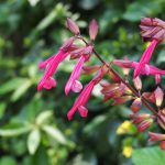 Salvia ‘Wendy’s Wish’