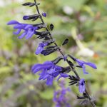 Salvia Black and Bloom