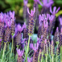 Lavandula Anouk