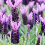 Lavandula Anouk