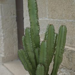 Euphorbia ingens – Candelabra Tree