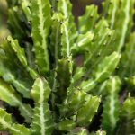 Euphorbia ingens – Candelabra Tree