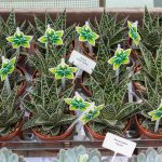 Aloe ‘Tiki Tahi’