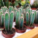 Cereus Peruvianus Florida