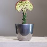 Euphorbia lactea ‘Cristata’ – Coral Cactus