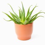 Aloe arborescens – Candelabra Aloe