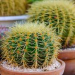 Echinocactus grusonii – Golden Barrel Cactus
