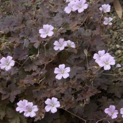 Geranium Dusky Crug