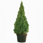 Picea Glauca Conica