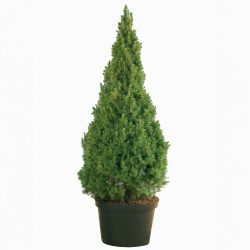 Picea Glauca Conica
