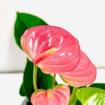 Anthurium andr.Champion Pink