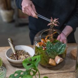 Terrarium Evening Workshop – 26th August